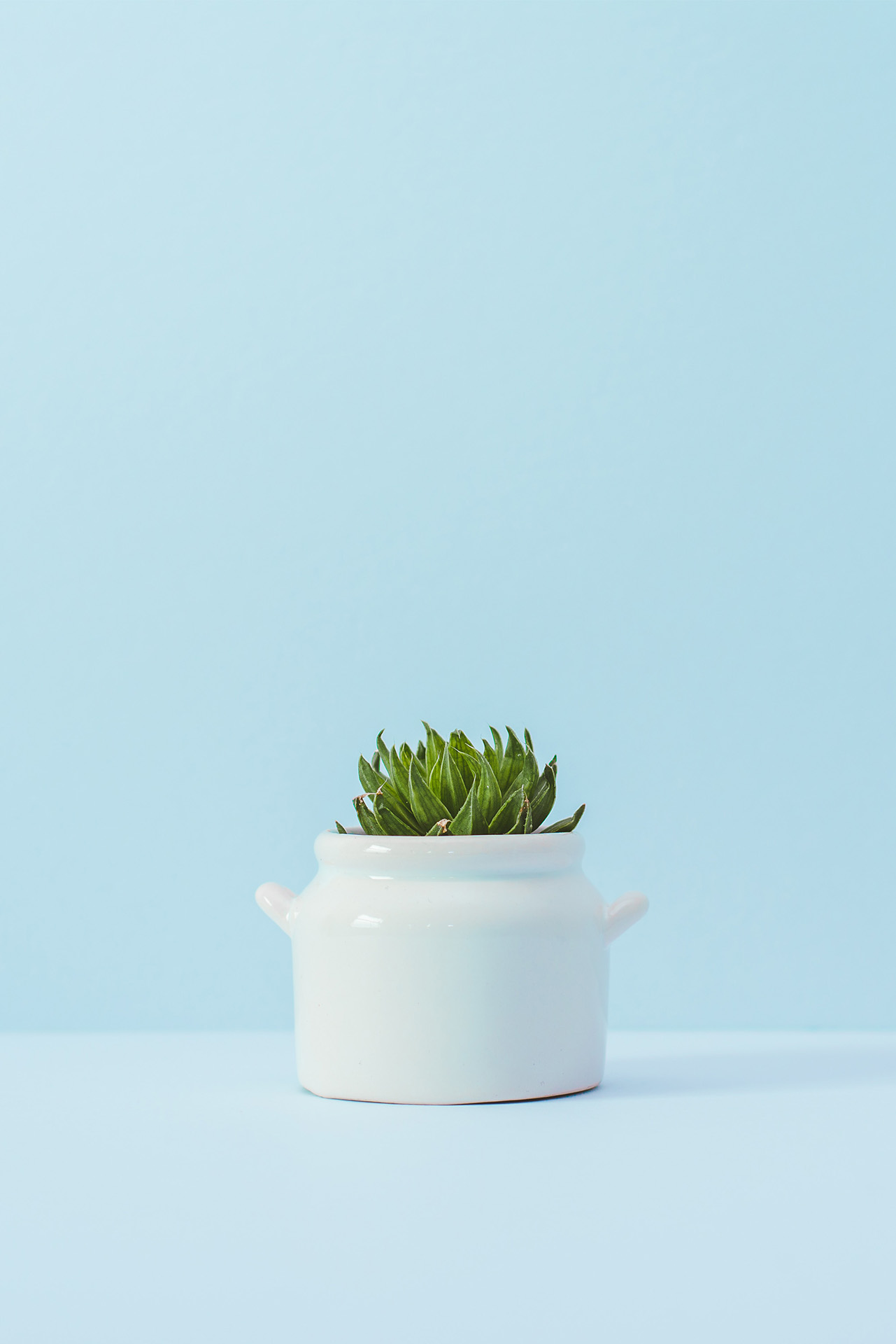 Succulent dans un pot blanc devant un fond bleu clair