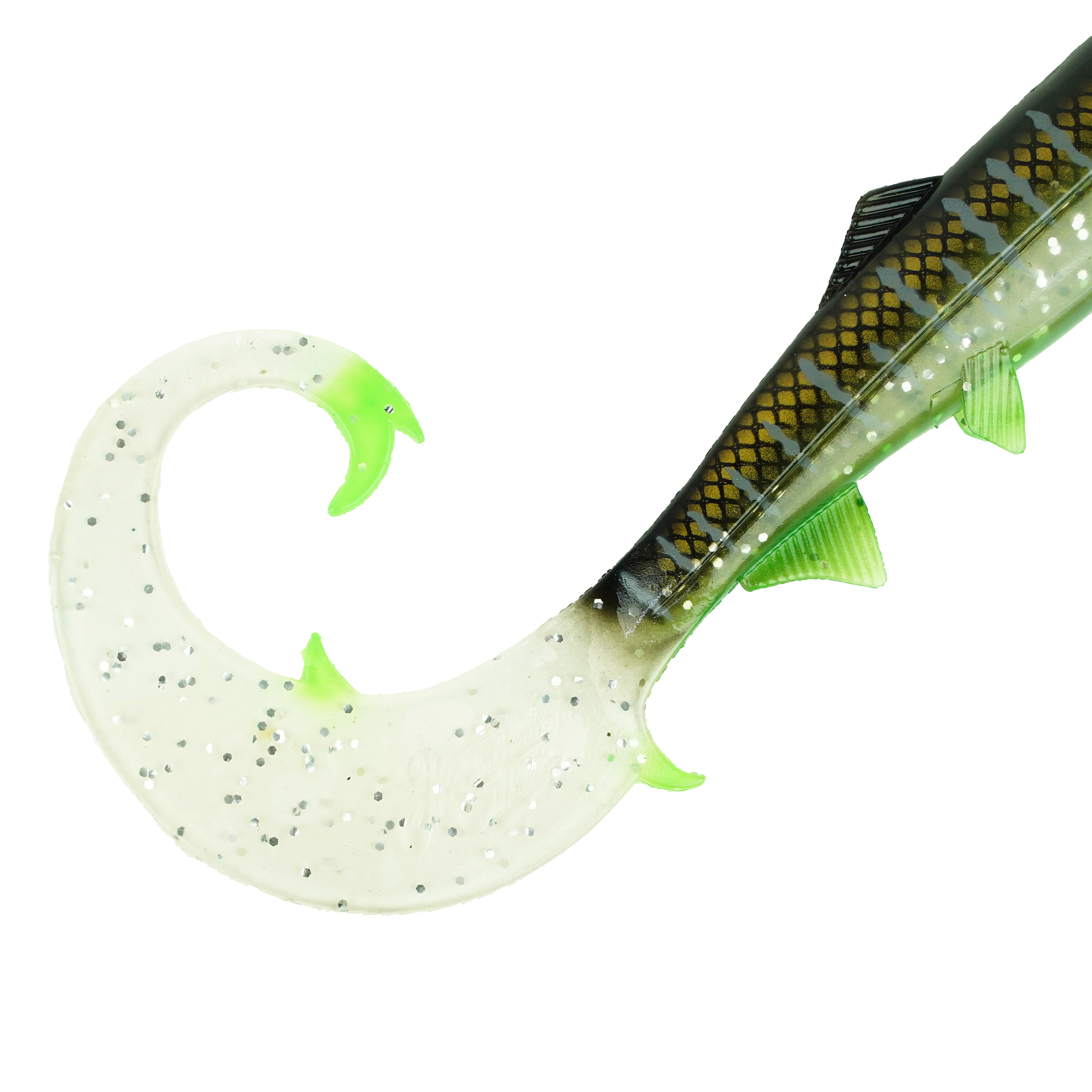 Hostagevalley Curlytail - Malawi Clair - 18cm