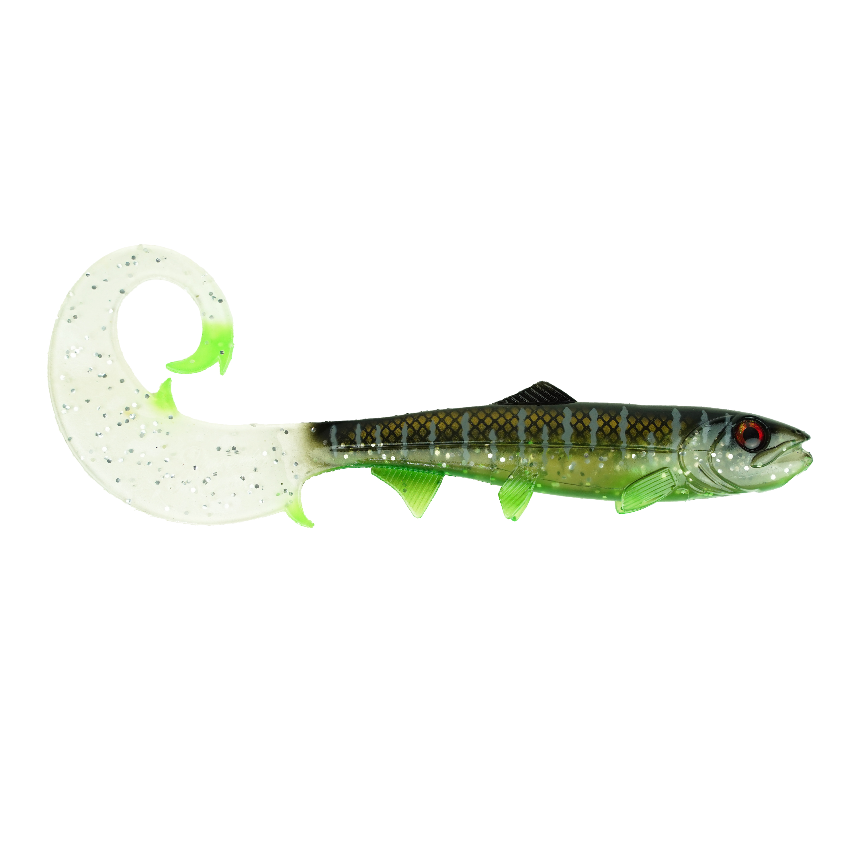 Hostagevalley Curlytail - Malawi Clair - 18cm