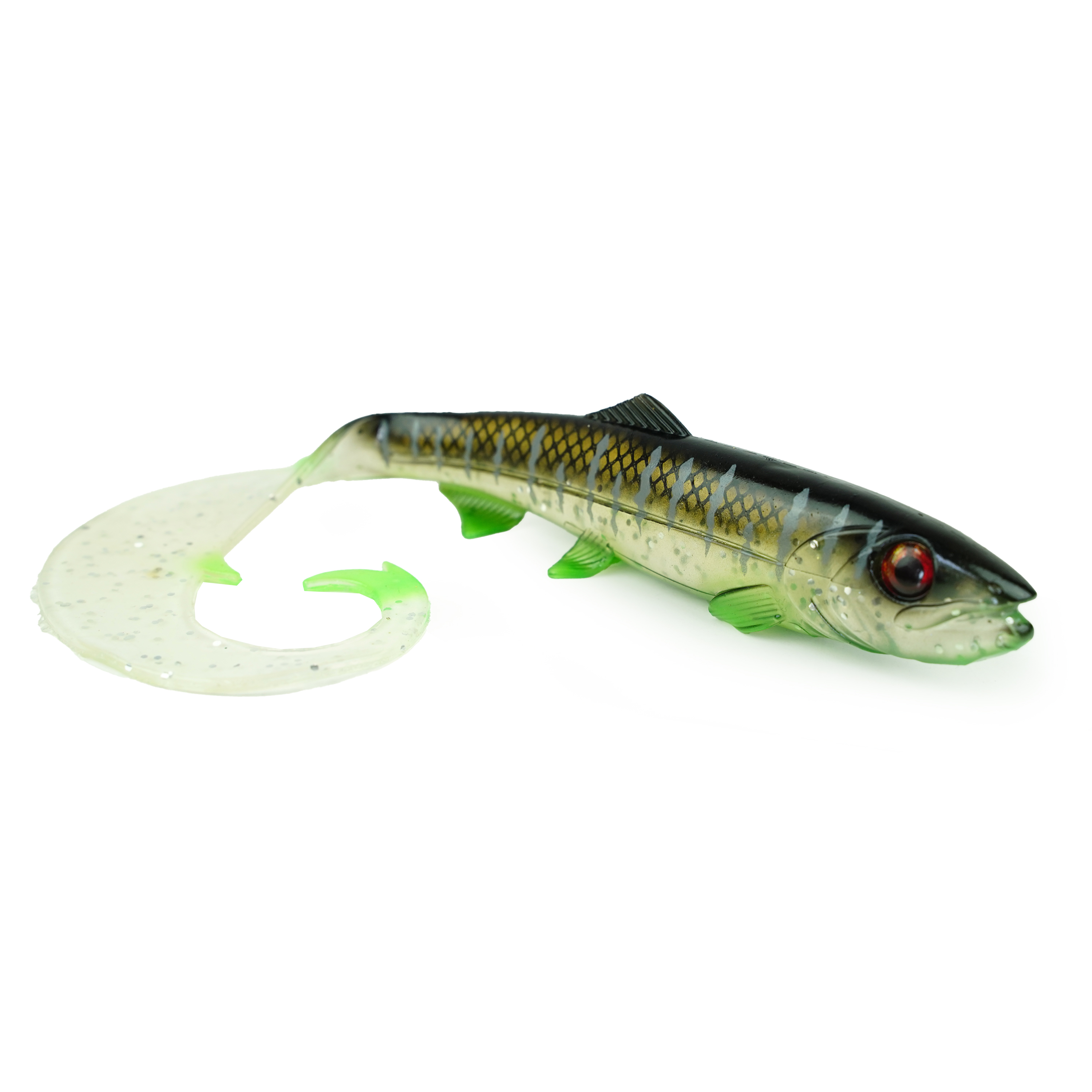 Hostagevalley Curlytail - Malawi Clair - 18cm