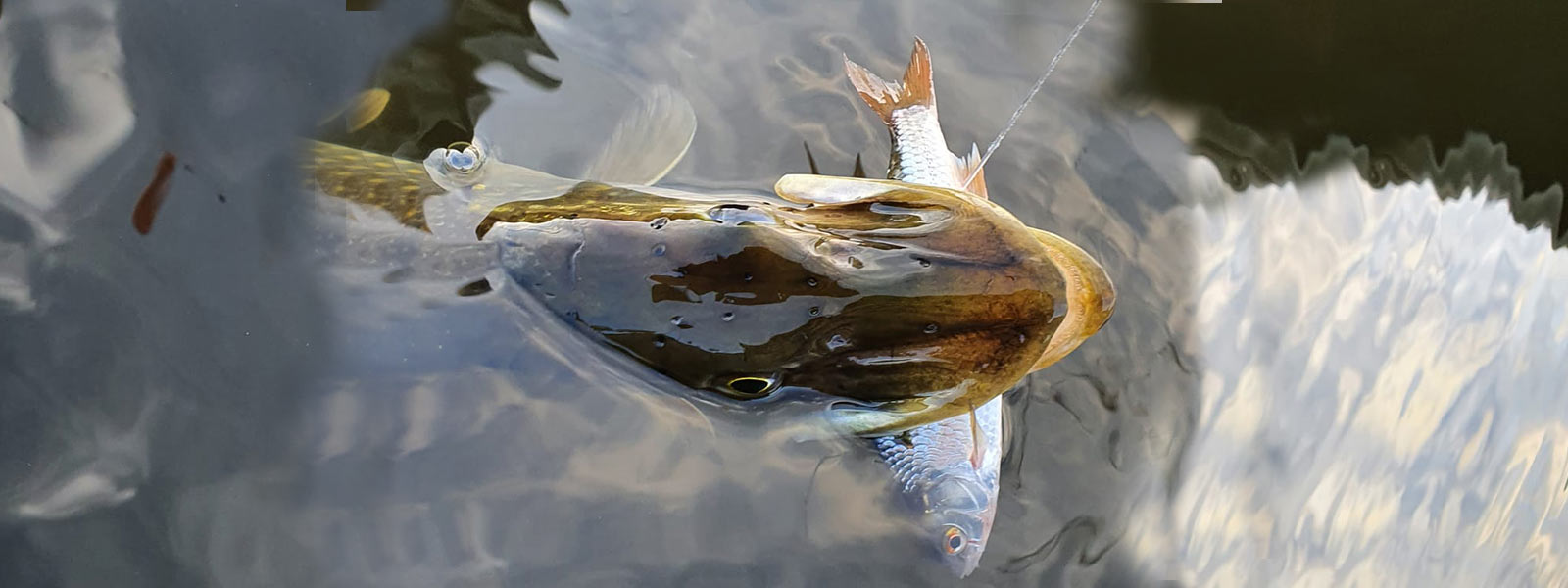 Pêche statique au poisson mort